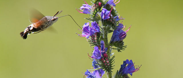 Naturfotografische Exkursionen