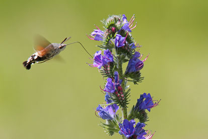 Naturfotografische Exkursionen