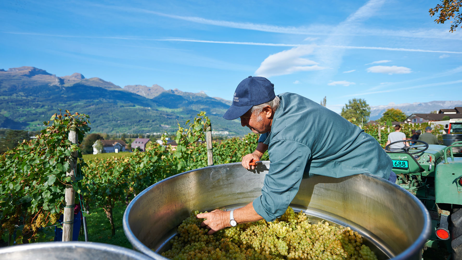 Grape harvest