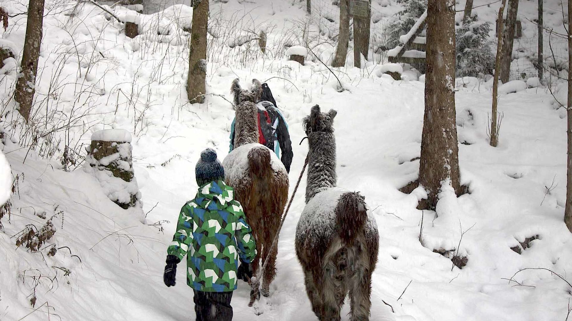 Lama-Trekking Winter