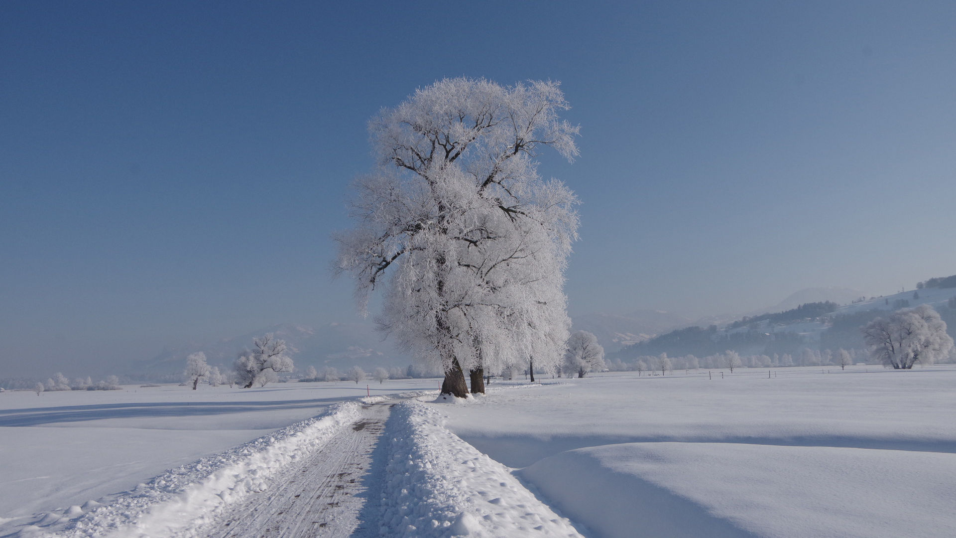 Ruggeller Riet in winter