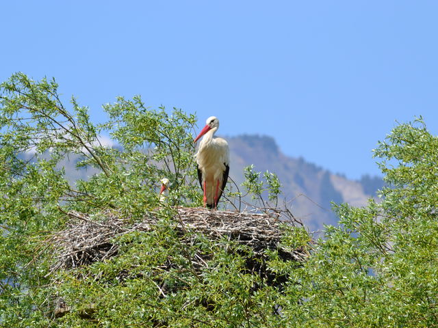 stork