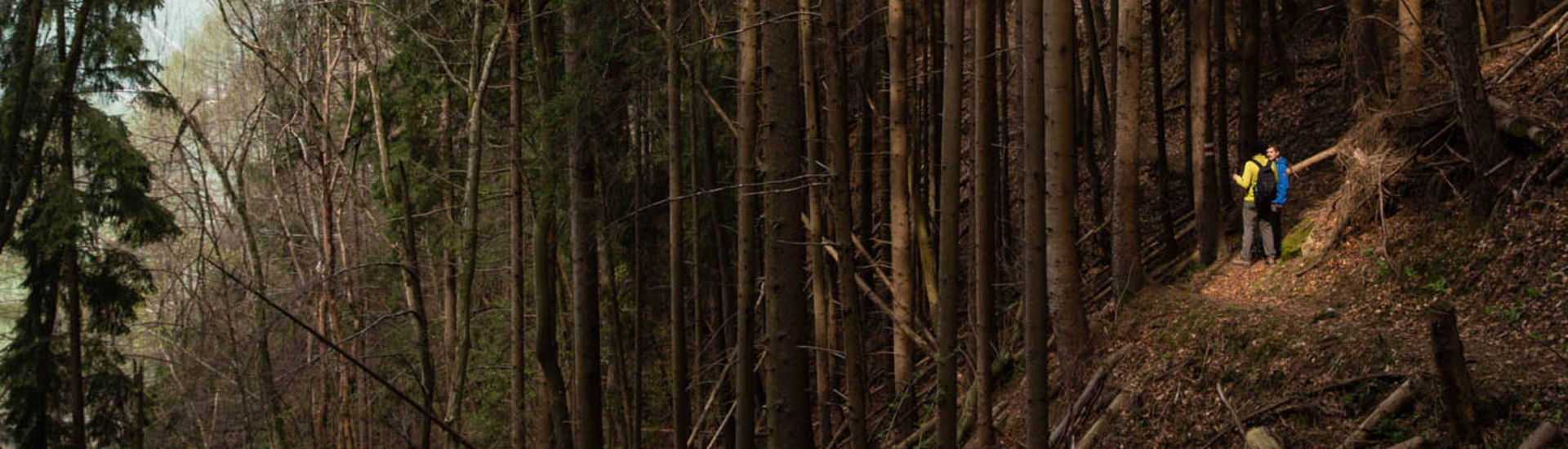 Liechtenstein forest