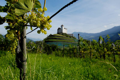 Burg Gutenberg in Balzers