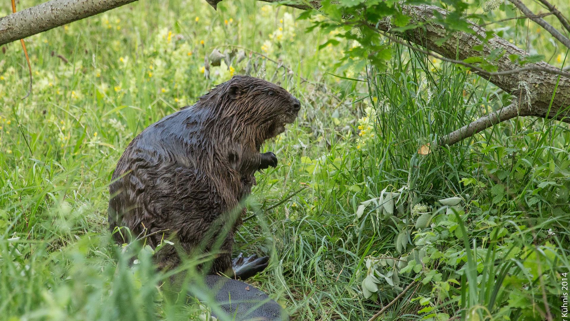 Beaver