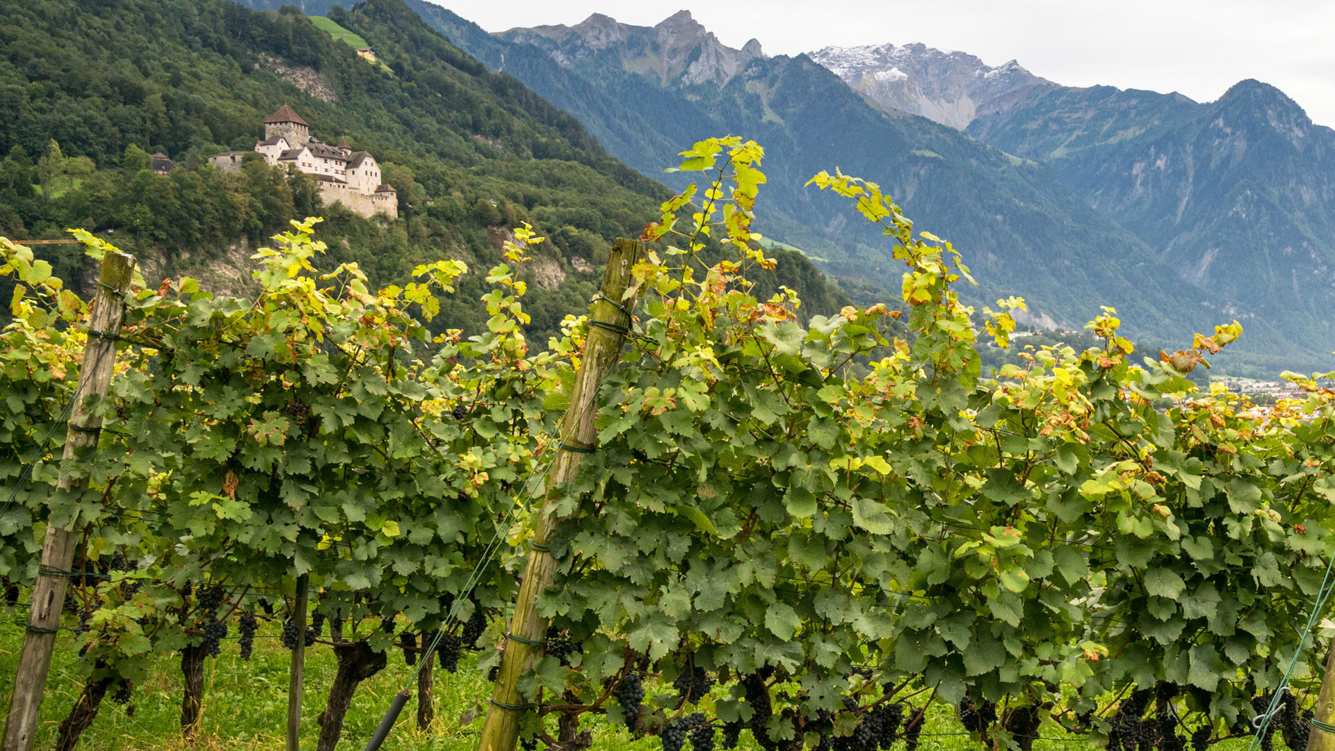 Vineyard Hofkellerei