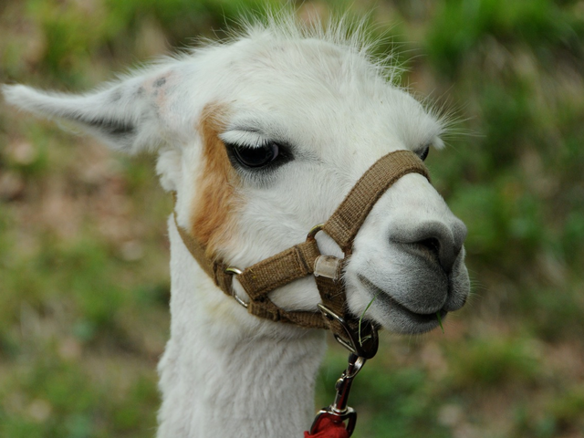 Alpaca trekking