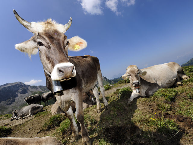 Cow in the mountains of Liechtenstein