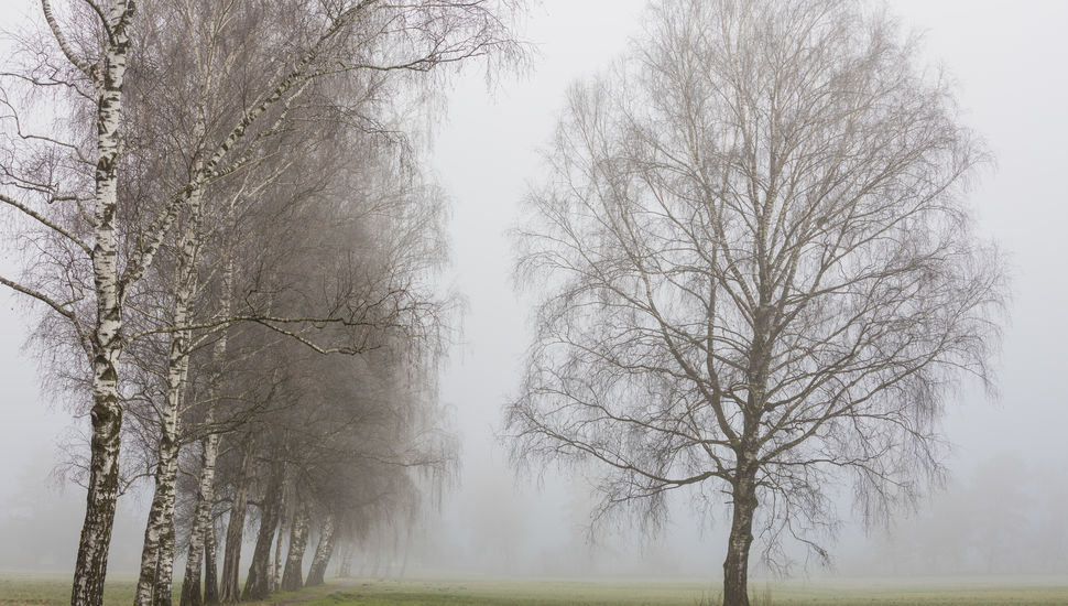 Tree in Mauren