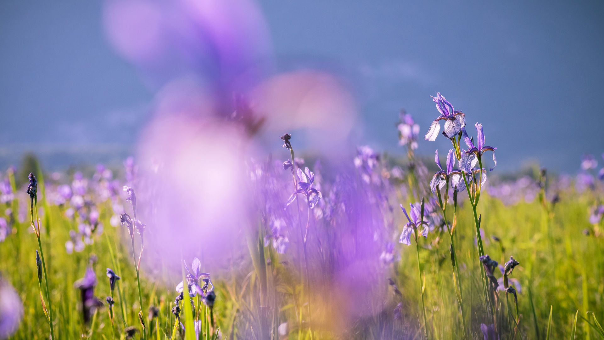 Lilienblüte