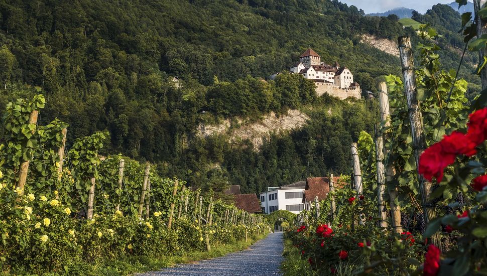 Vineyard Hofkellerei