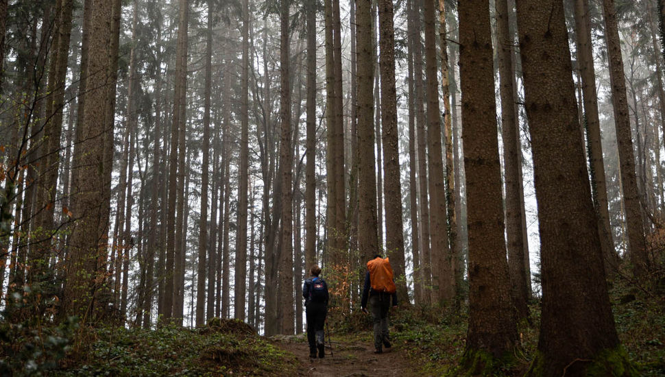 In the woods of Schellenberg