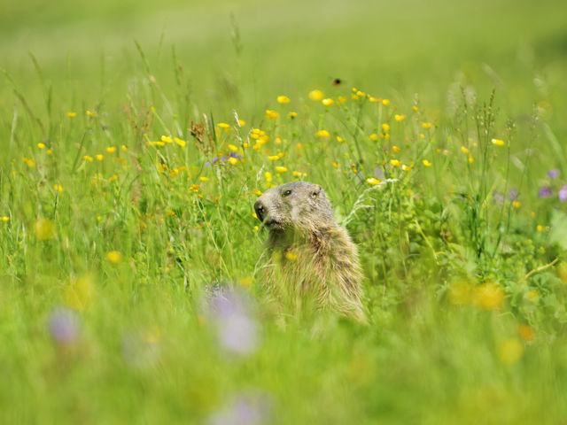 Marmots