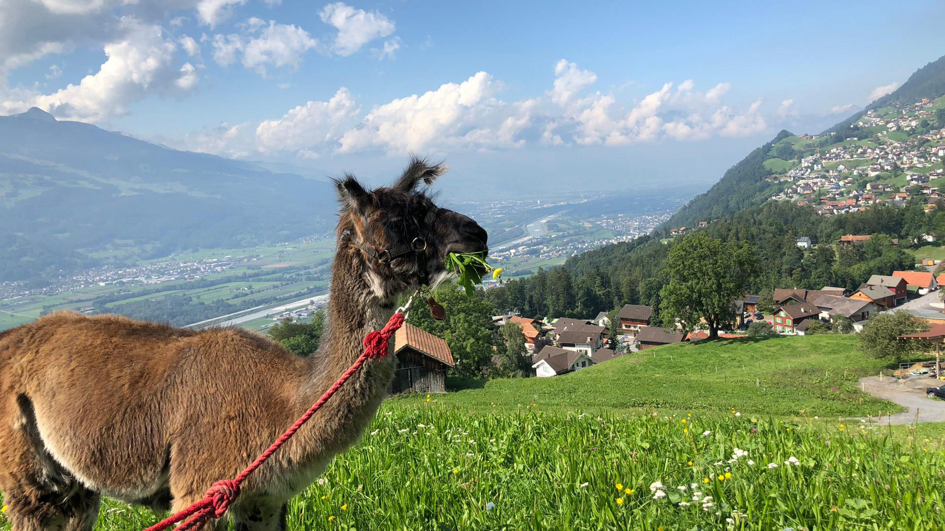 Lama Triesenberg