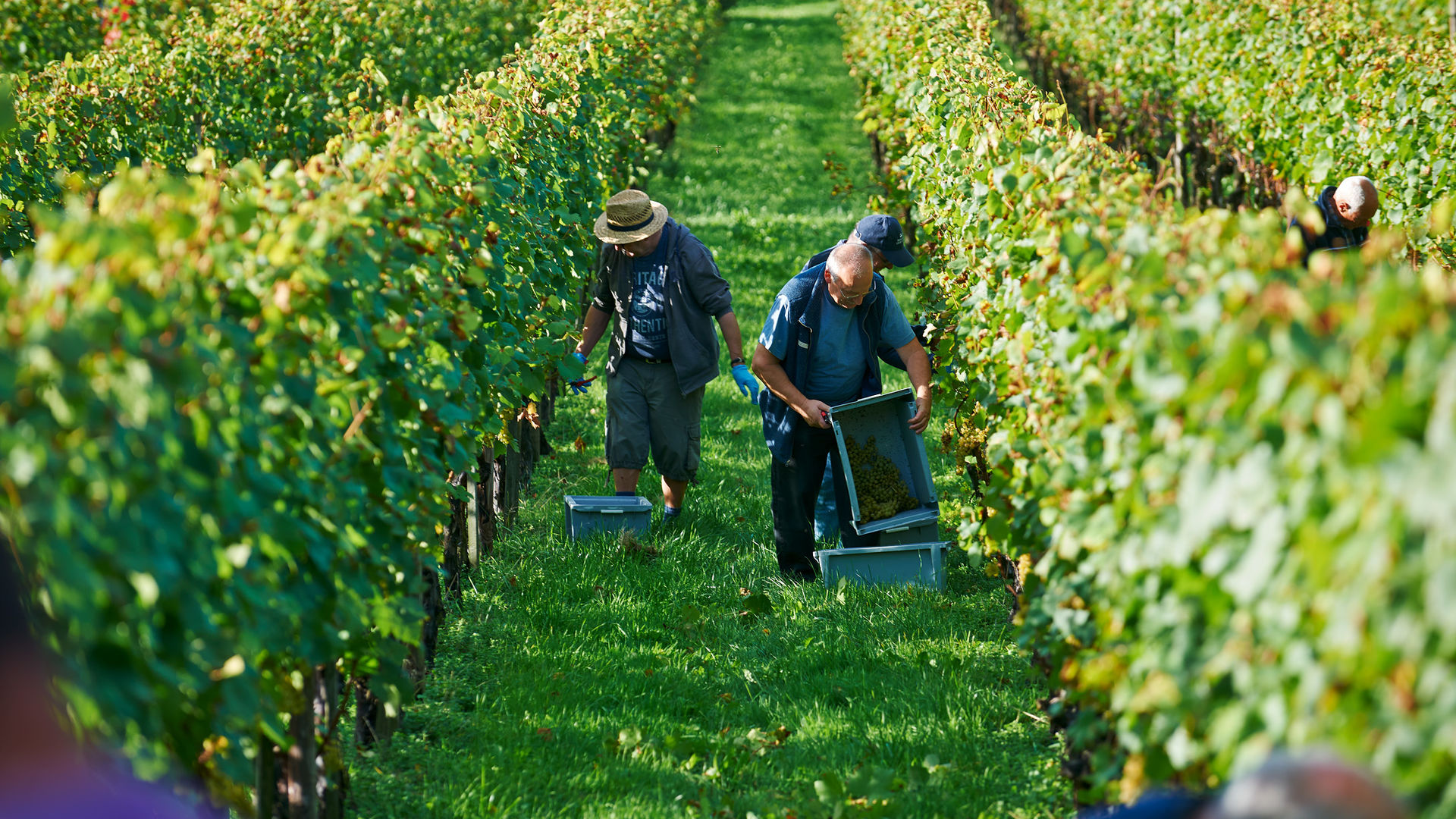 Grape harvest