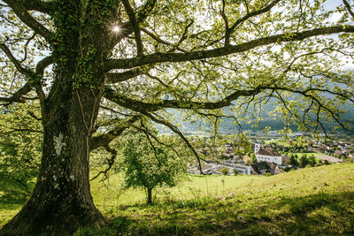 Baum in Mauren Herabüchel