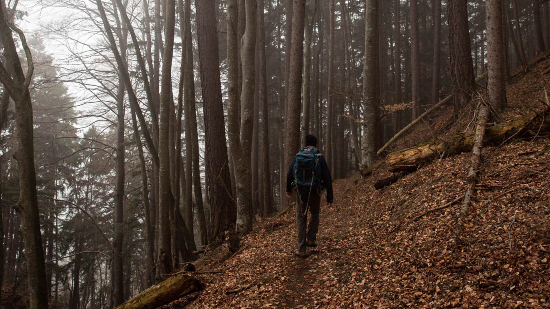 Wald Liechtenstein Weg