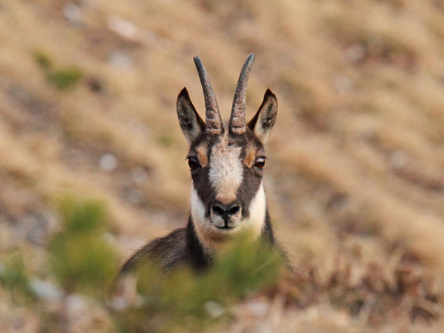 Chamois