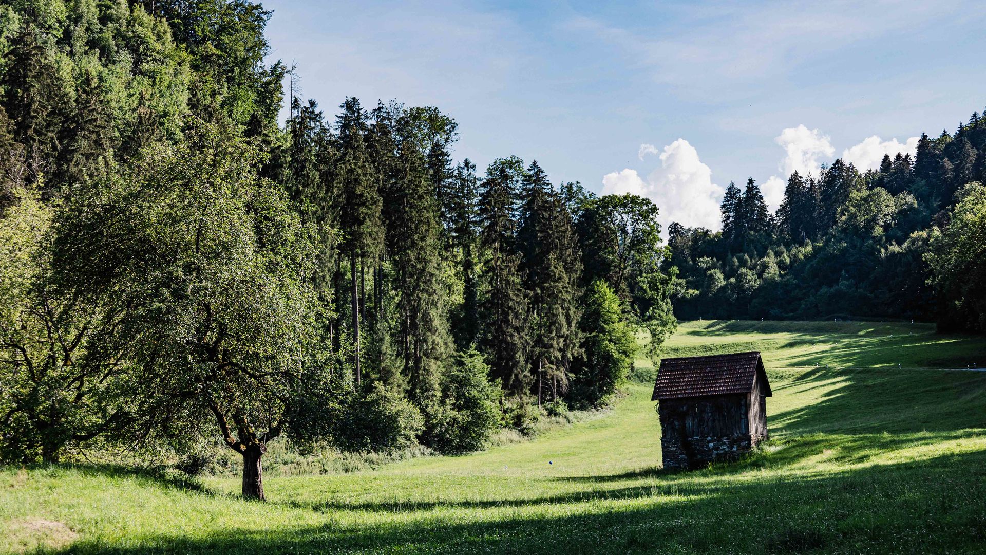 Tom Jutzler Hütte im Wald