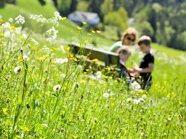 Blumenwiese