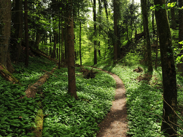 Höhenweg Eschnerberg