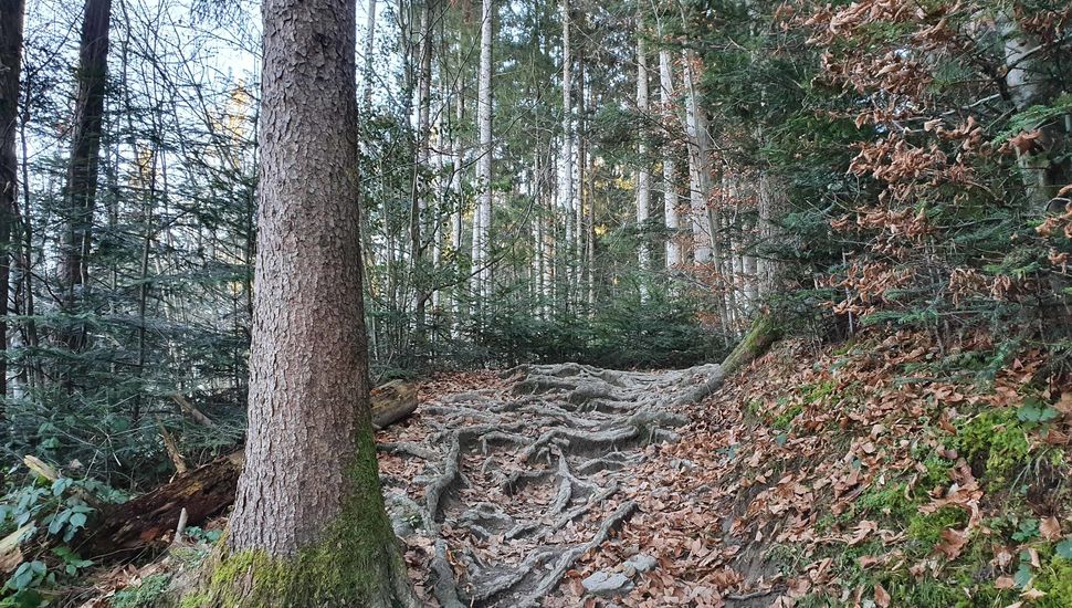 Liechtenstein Weg Schellenberg