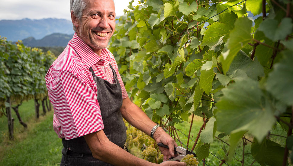 Hofkellerei Ernte