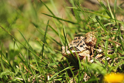 Bergwelt Malbun Frosch