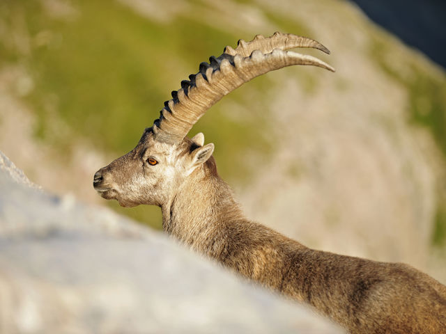 Alpine ibex