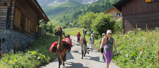 Lama und Alpaka Trekking 