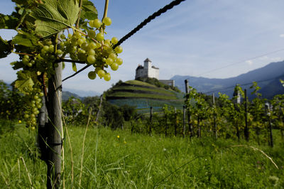 Gutenberg castle