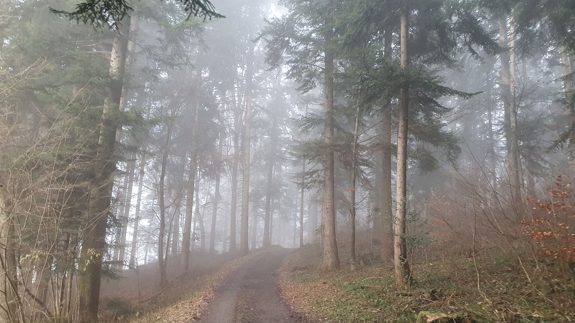 Wald am Liechtenstein Weg