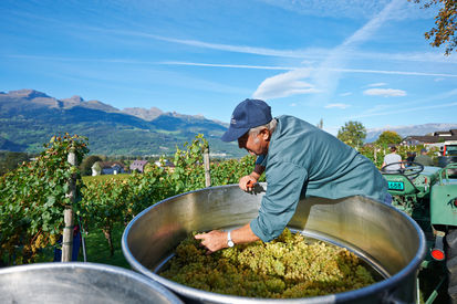 Weinlese im Herbst