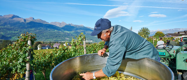 Weinlese im Herbst