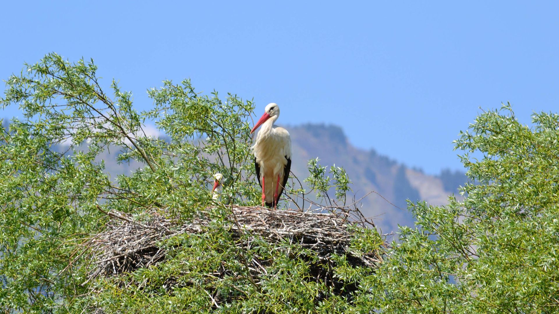 Stork