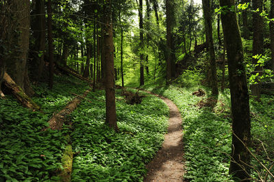 Höhenweg Eschnerberg