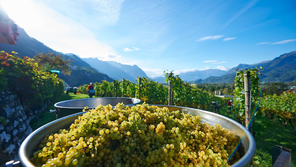 Grape harvest