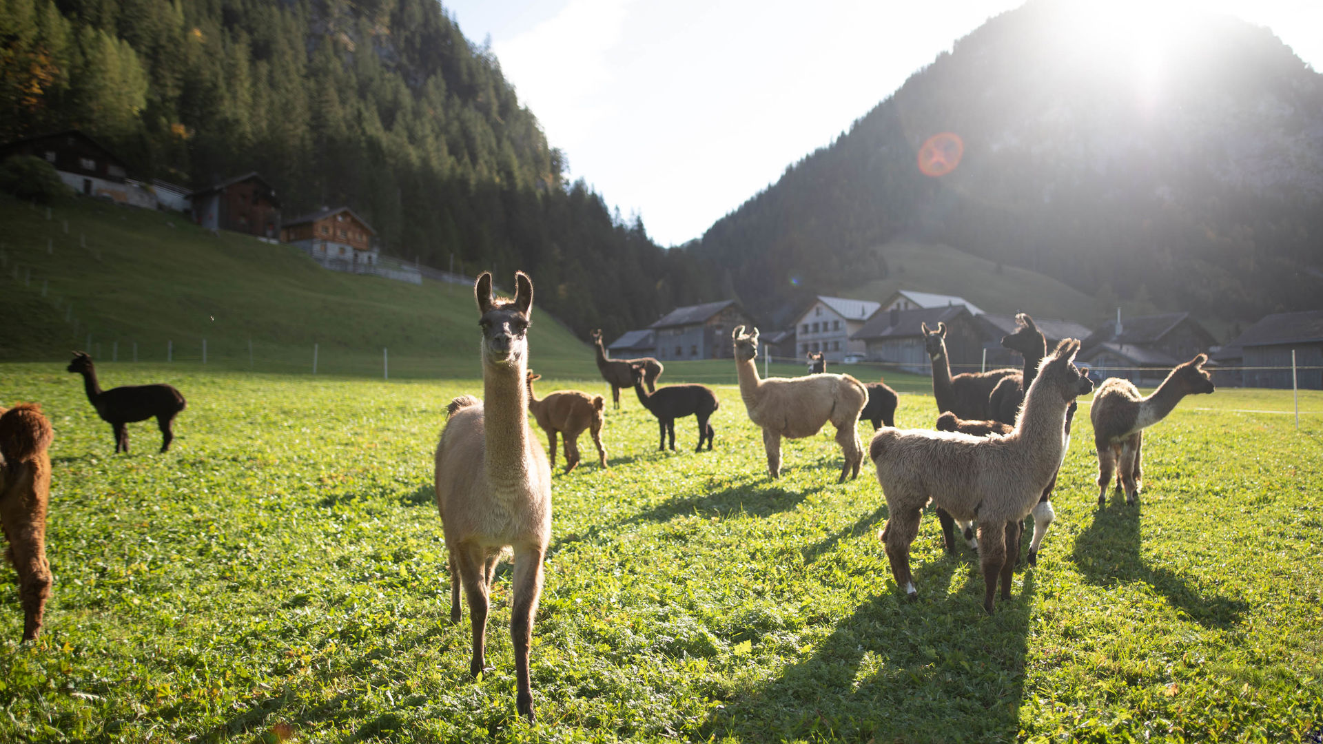 Lamas Triesenberg