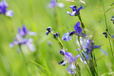 Lilien im Ruggeller Riet